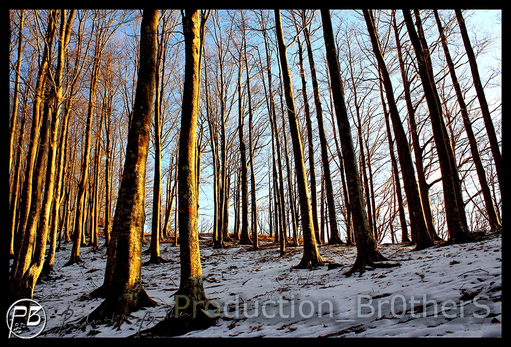 alberi al tramonto su neve